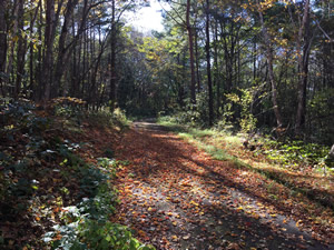 cycling road image006