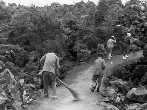 建設中の自然研究路（昭和３８年）