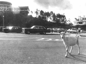 Photo contest (award of merit) (1977)