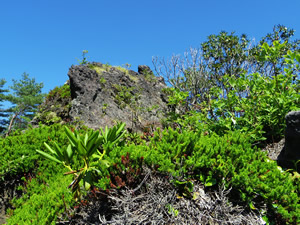 岩の上に生い茂る高山植物