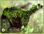 �q�J���S�P