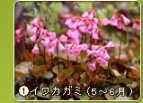 �C���J�K�~