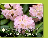 �n�N�T���V���N�i�Q